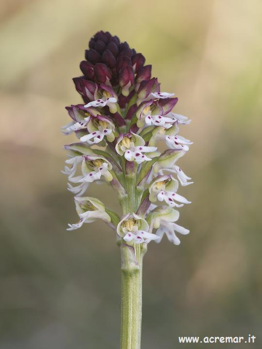 Orchis ustulata, Op. fusca, Op. fuciflora